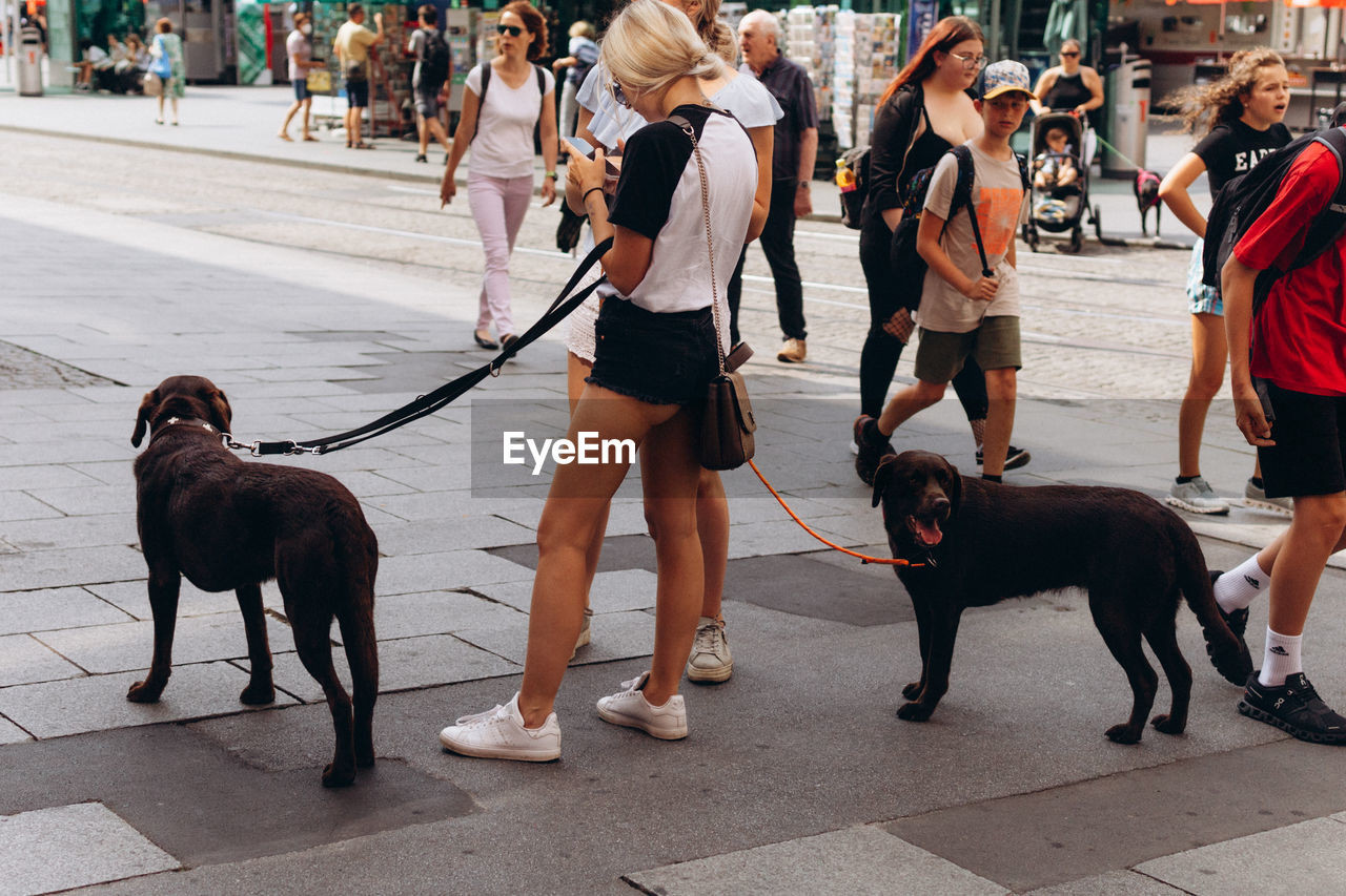 mammal, domestic animals, animal themes, animal, pet, dog, canine, one animal, leash, group of people, pet leash, city, adult, women, street, architecture, road, crowd, walking, full length, lifestyles, day, men, city life, footpath, leisure activity, large group of people