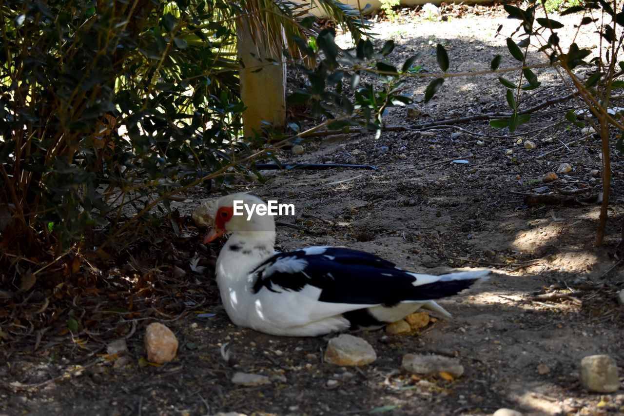 HIGH ANGLE VIEW OF A BIRD ON FIELD