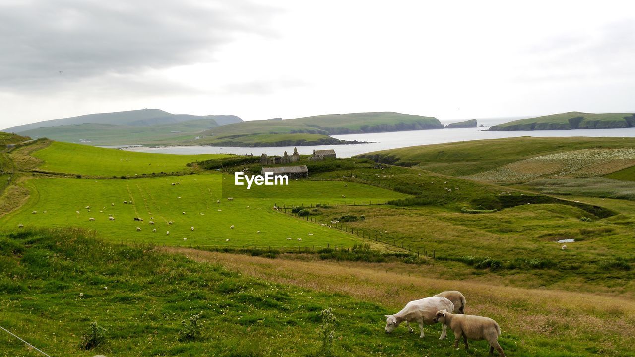 Sheep on landscape