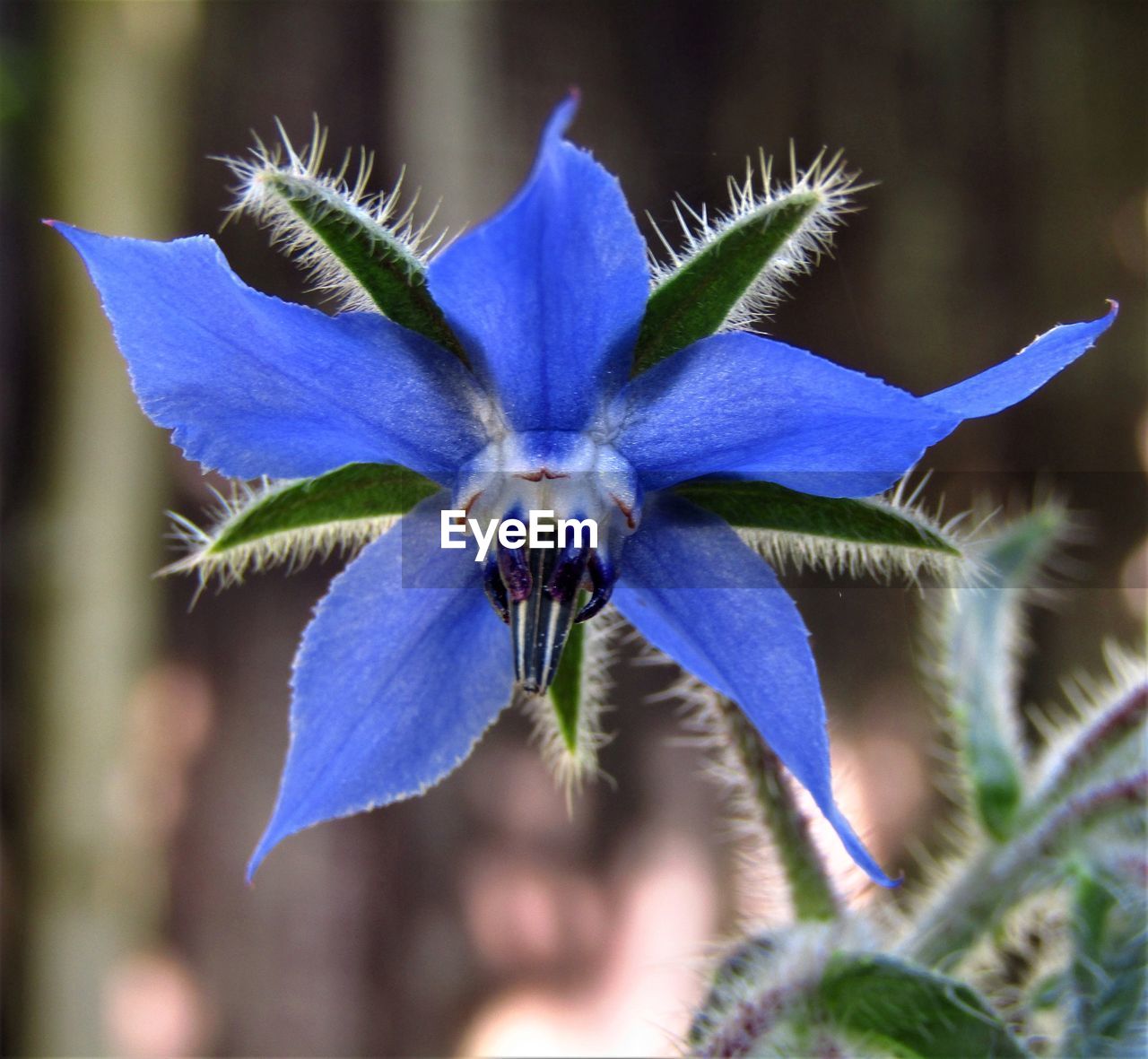 flower, flowering plant, plant, close-up, macro photography, beauty in nature, nature, blue, freshness, flower head, purple, fragility, wildflower, growth, petal, inflorescence, no people, focus on foreground, outdoors, leaf, botany, plant part, day