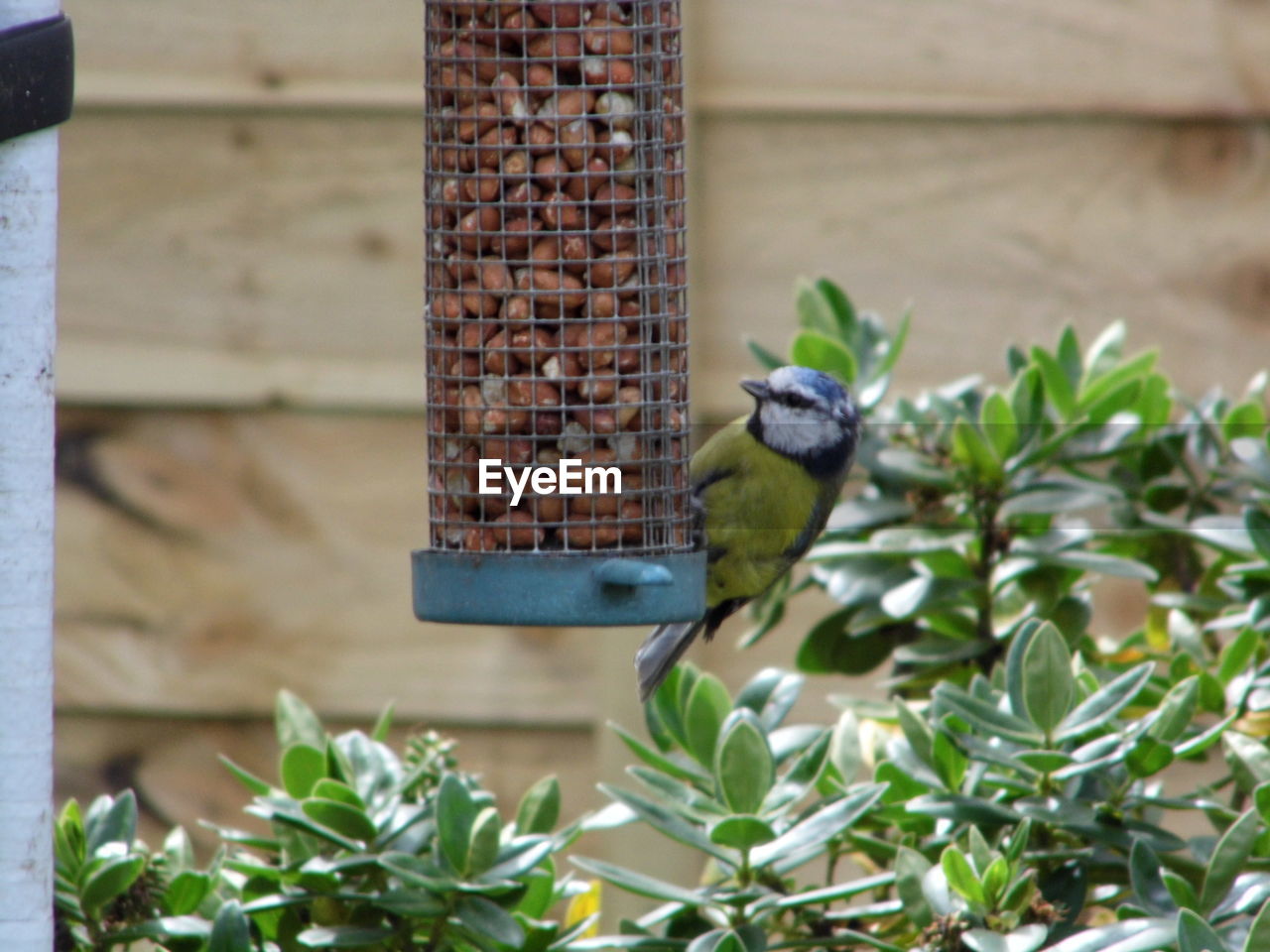 CLOSE-UP OF BIRD PERCHING ON FEEDER AT NIGHT