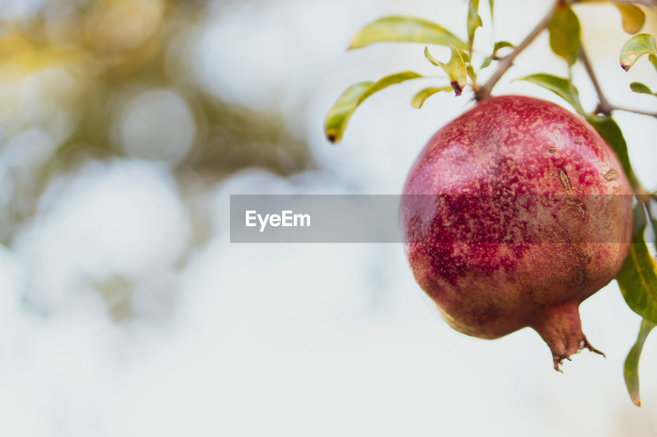 CLOSE-UP OF FRESH APPLE ON TREE