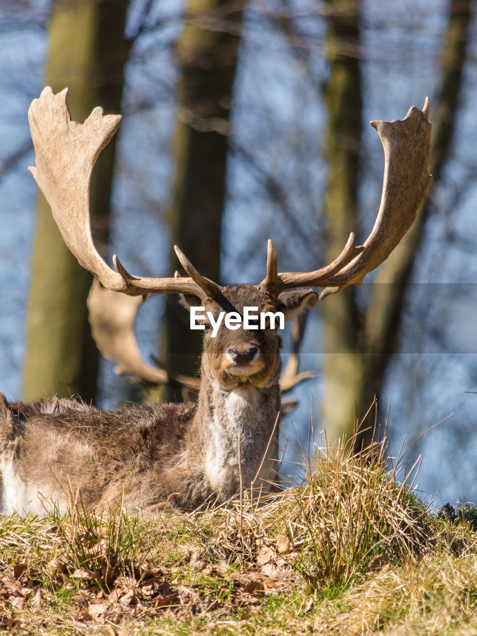 Low angle view of deer standing on field against trees