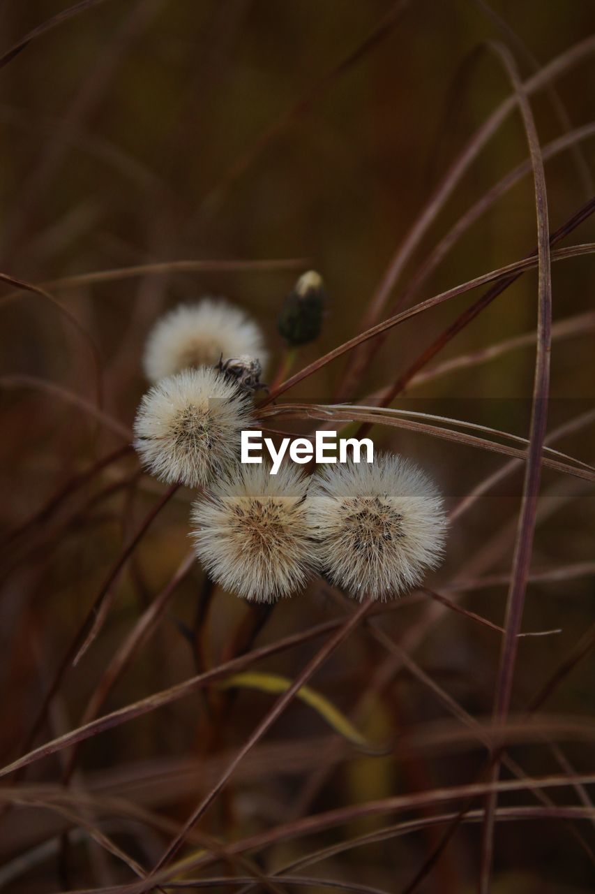 Close-up of flower growing outdoors