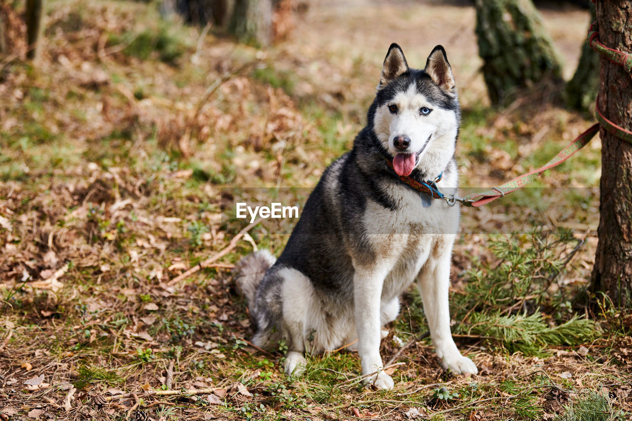 portrait of dog running on field