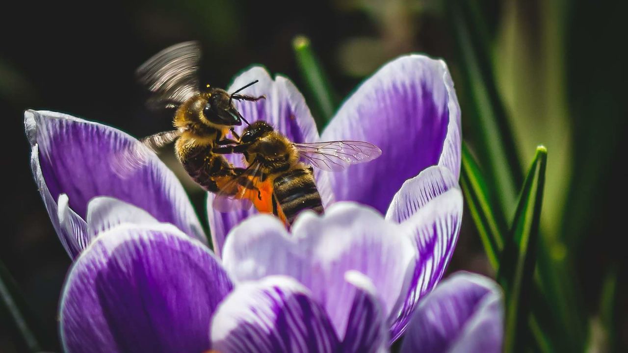 Close-up of insects pollinating purple flower