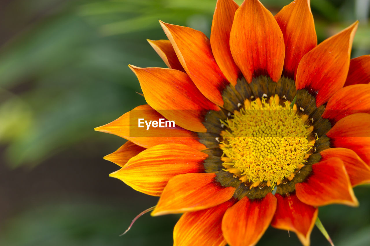 Close-up of orange flower