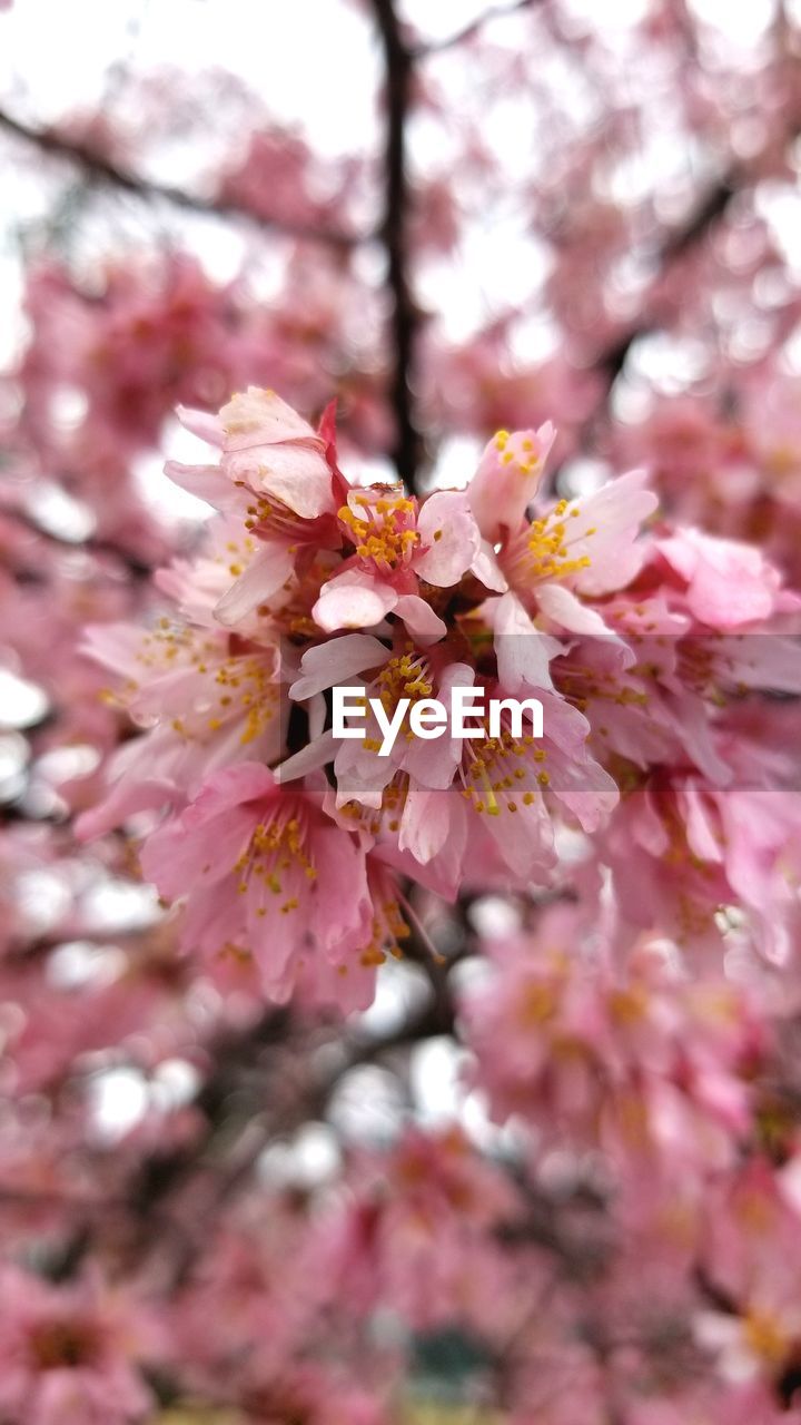 CLOSE-UP OF PINK FLOWER TREE