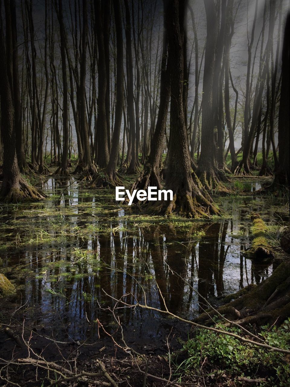 Trees growing on shallow water in forest