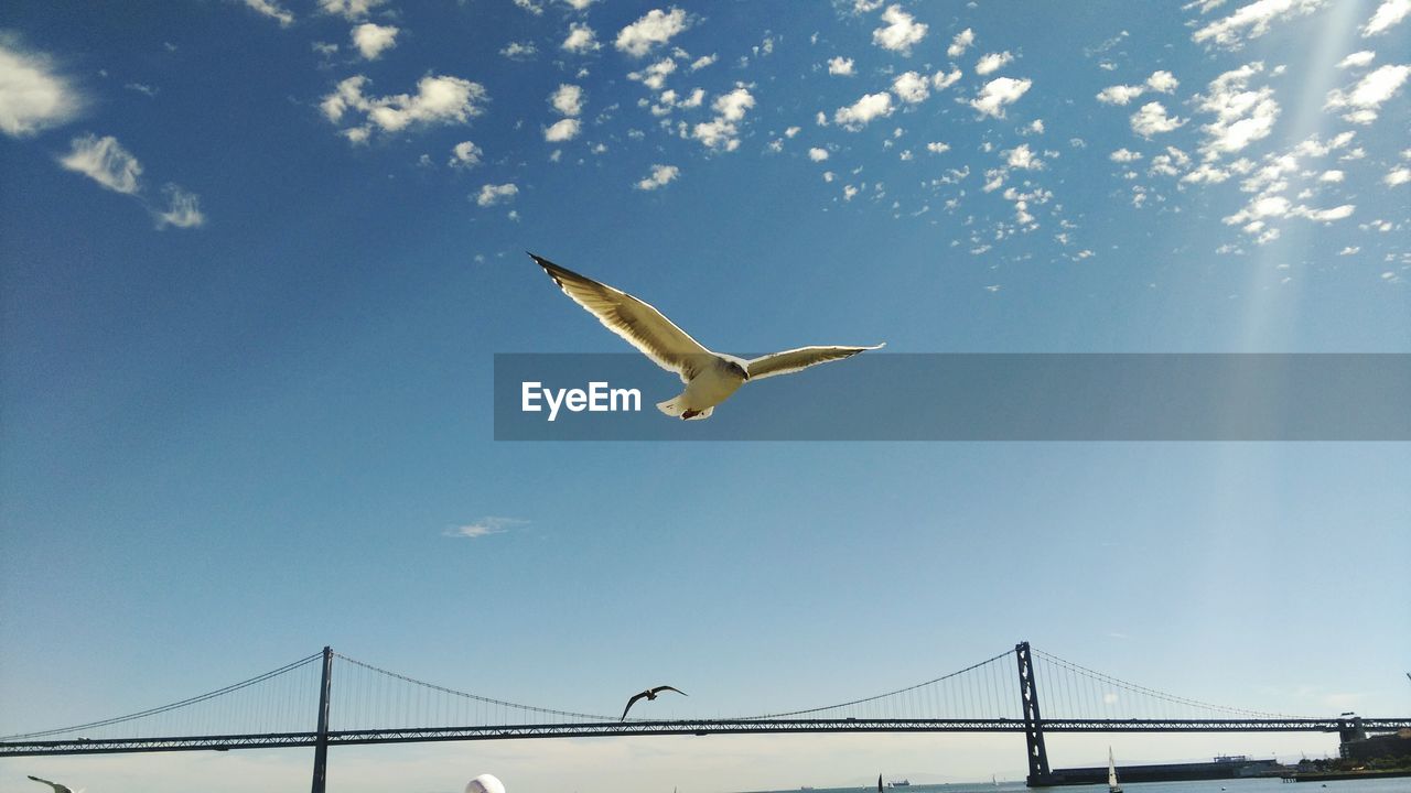 Low angle view of bird flying against sky