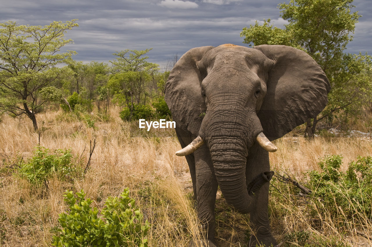 Elephant on field