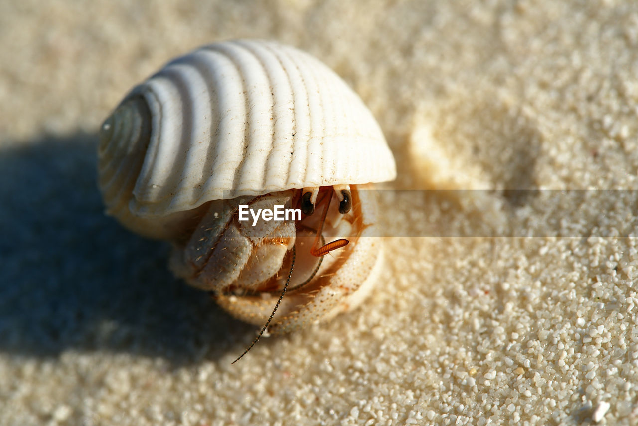 CLOSE-UP OF SNAIL SHELL ON TABLE