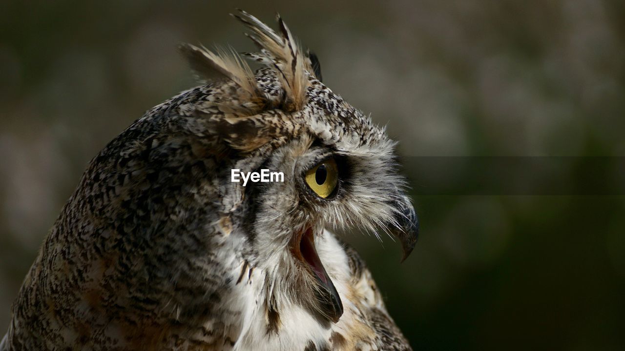 Close-up of owl perching outdoors