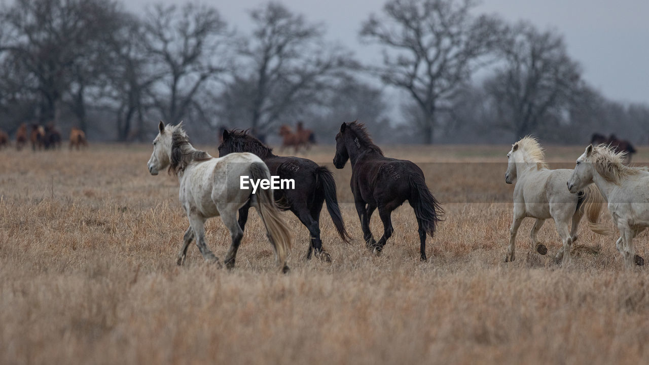 A group of wild mustang horses running together in field with trees in background
