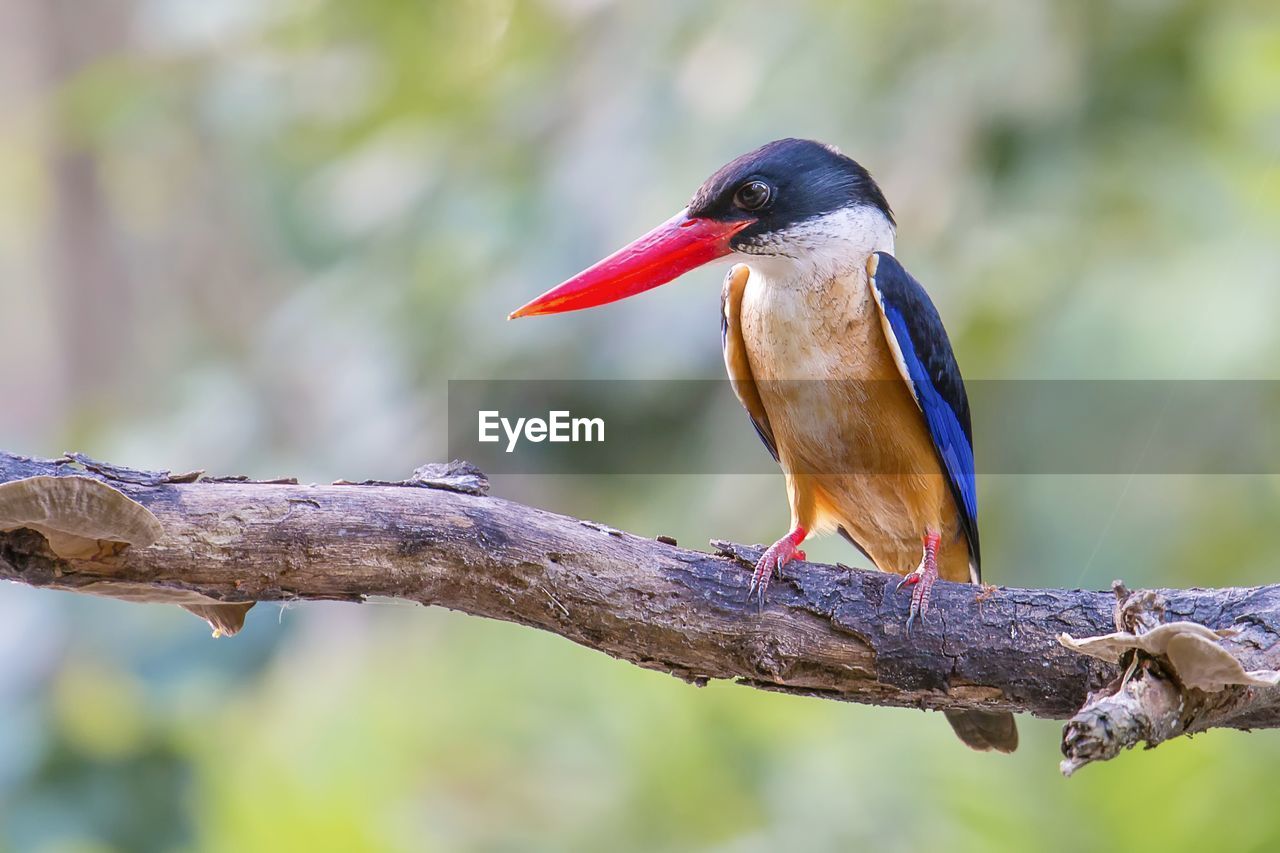 Black-capped kingfisher