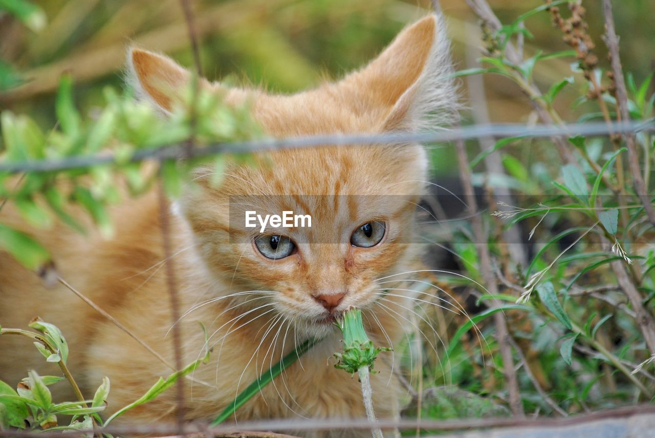 Close-up portrait of cat by plants