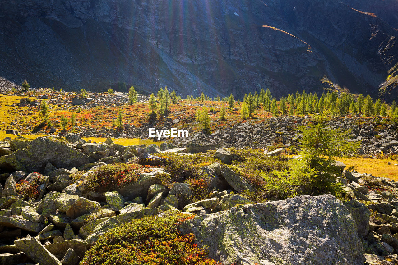 PLANTS GROWING ON ROCKS AGAINST SKY