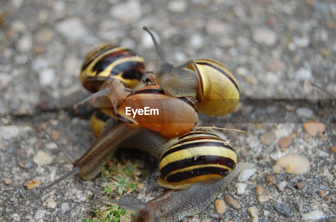 CLOSE-UP OF BEETLE