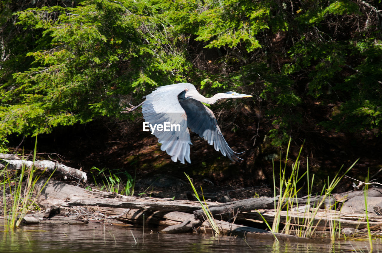 HIGH ANGLE VIEW OF HERON FLYING OVER LAKE