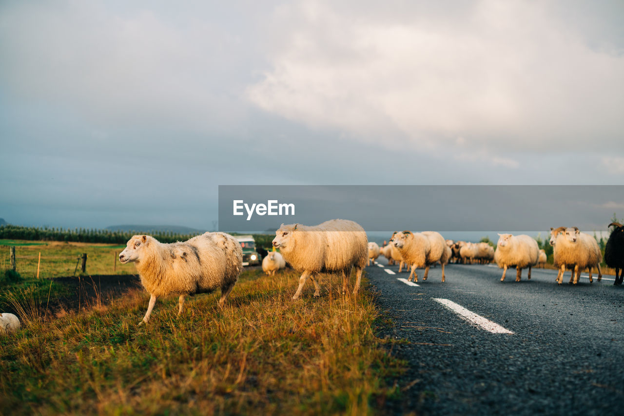 HERD OF SHEEP ON FIELD