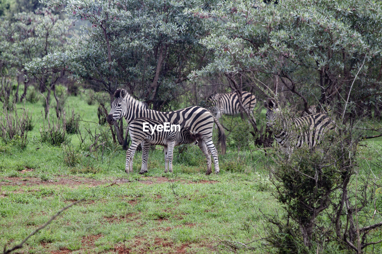 striped, zebra, animal, animal themes, animal wildlife, plant, mammal, wildlife, tree, nature, safari, no people, grass, field, animal markings, land, group of animals, beauty in nature, domestic animals, herbivorous, green, savanna, growth, day, adventure, outdoors, standing, landscape, non-urban scene, tourism, environment