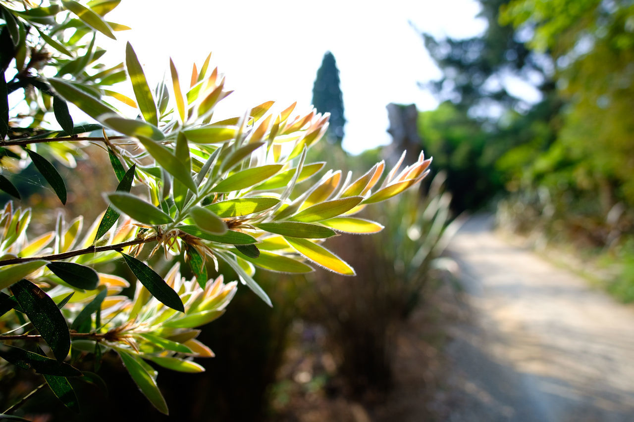 Close-up of plants