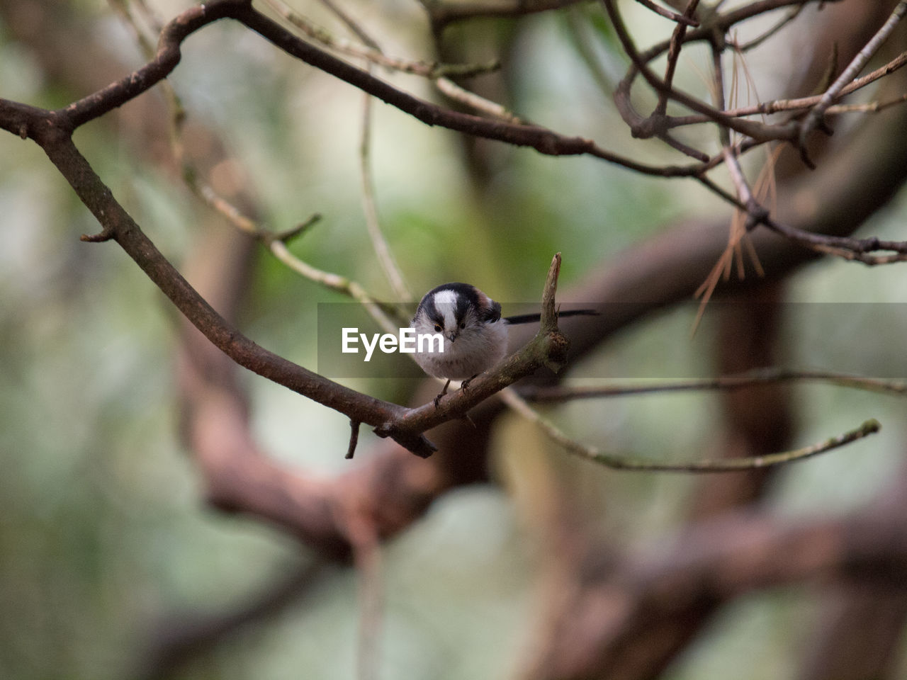 CLOSE-UP OF BIRD PERCHING ON TREE