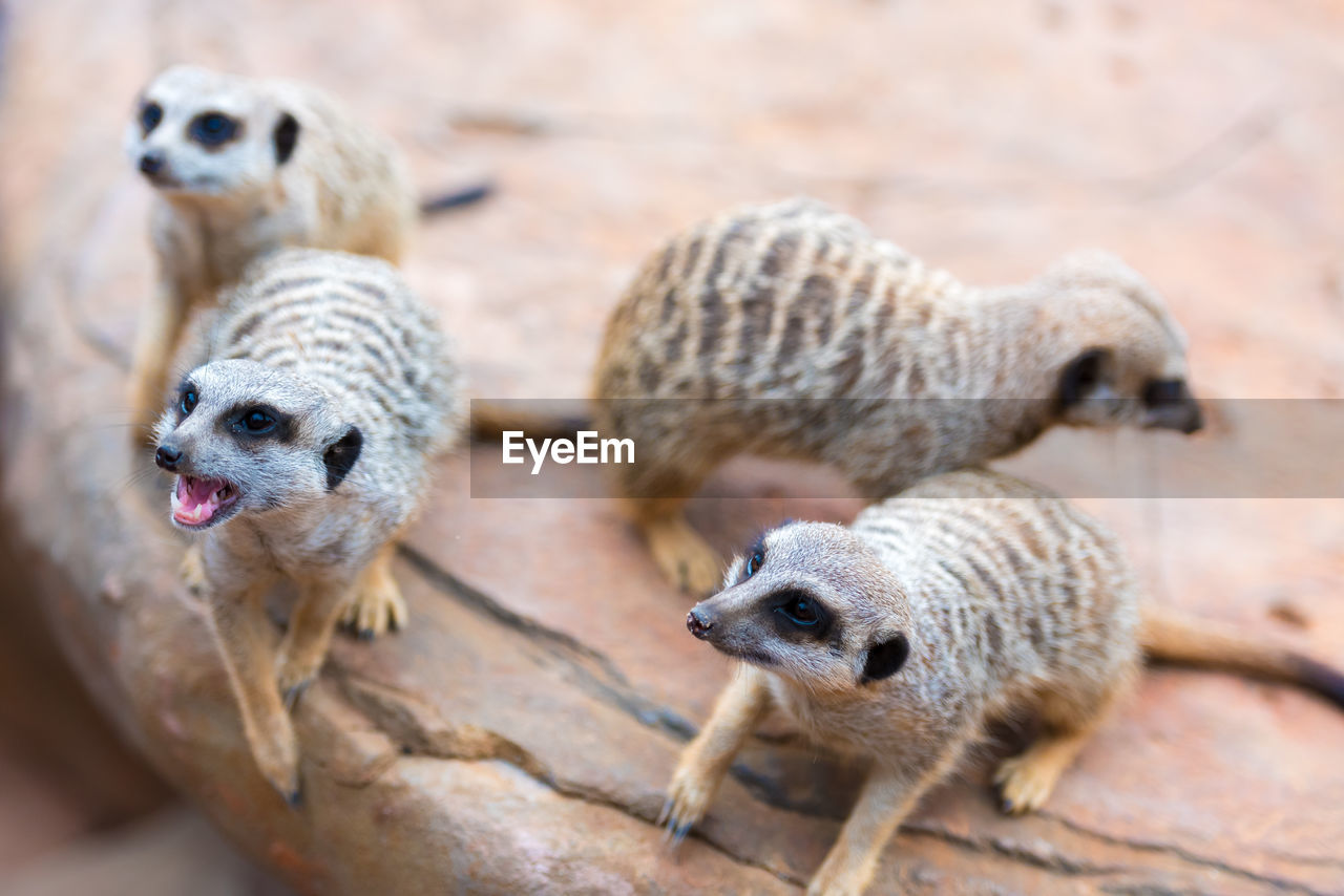 Group of meerkats at zoo