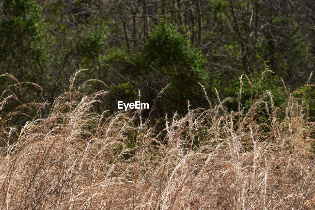 FULL FRAME SHOT OF TREES