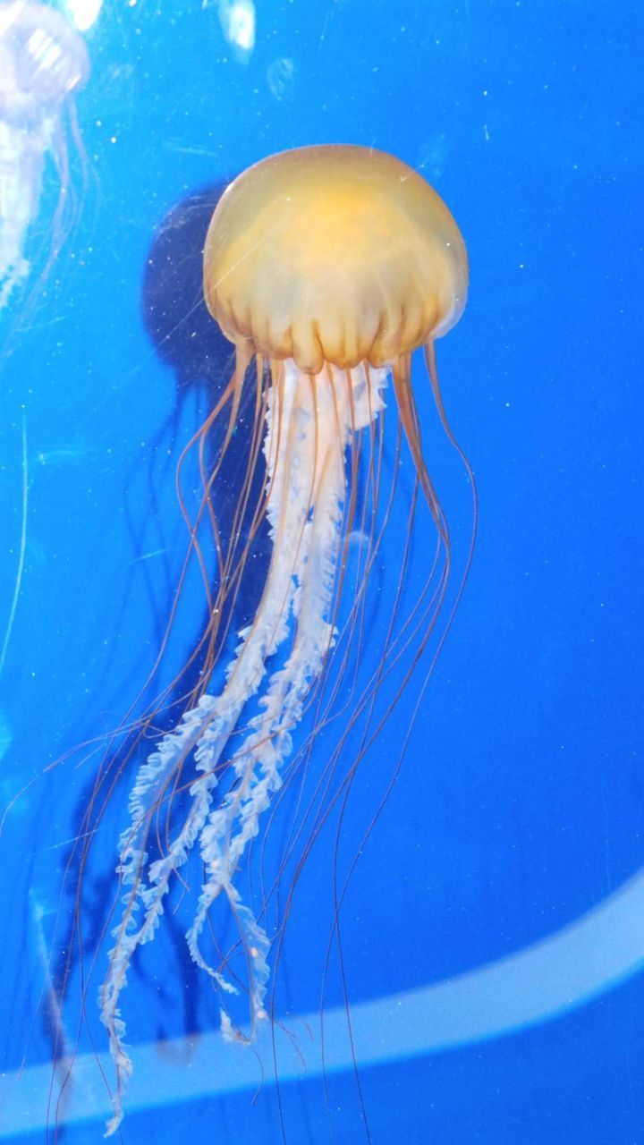 Jellyfish swimming in sea