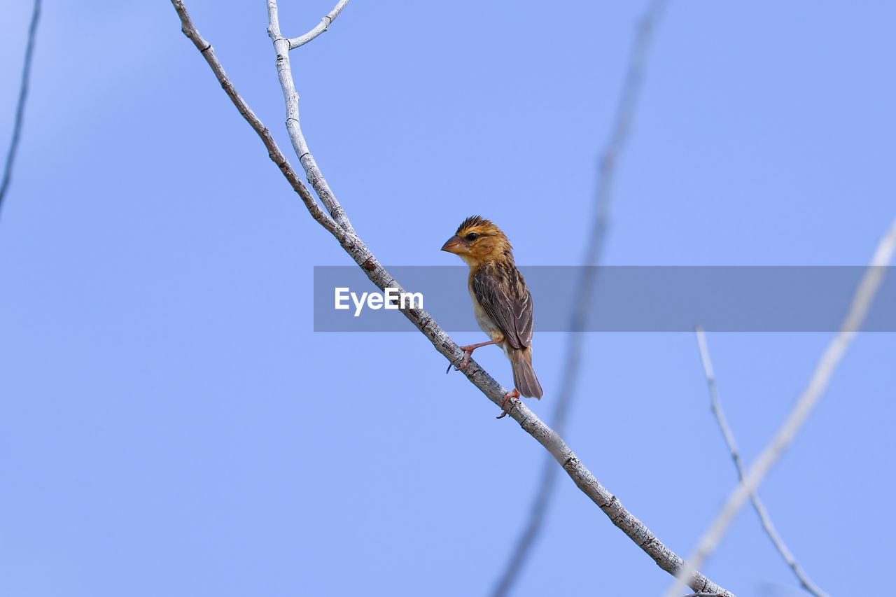 animal wildlife, animal, animal themes, bird, wildlife, perching, one animal, branch, tree, nature, sky, blue, clear sky, no people, plant, outdoors, low angle view, day, bird of prey, sunny, beauty in nature, bare tree