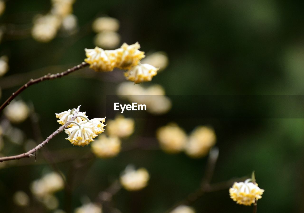 Close-up of fresh white flowers blooming in spring