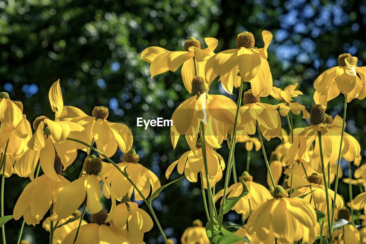 Close-up of yellow flowers