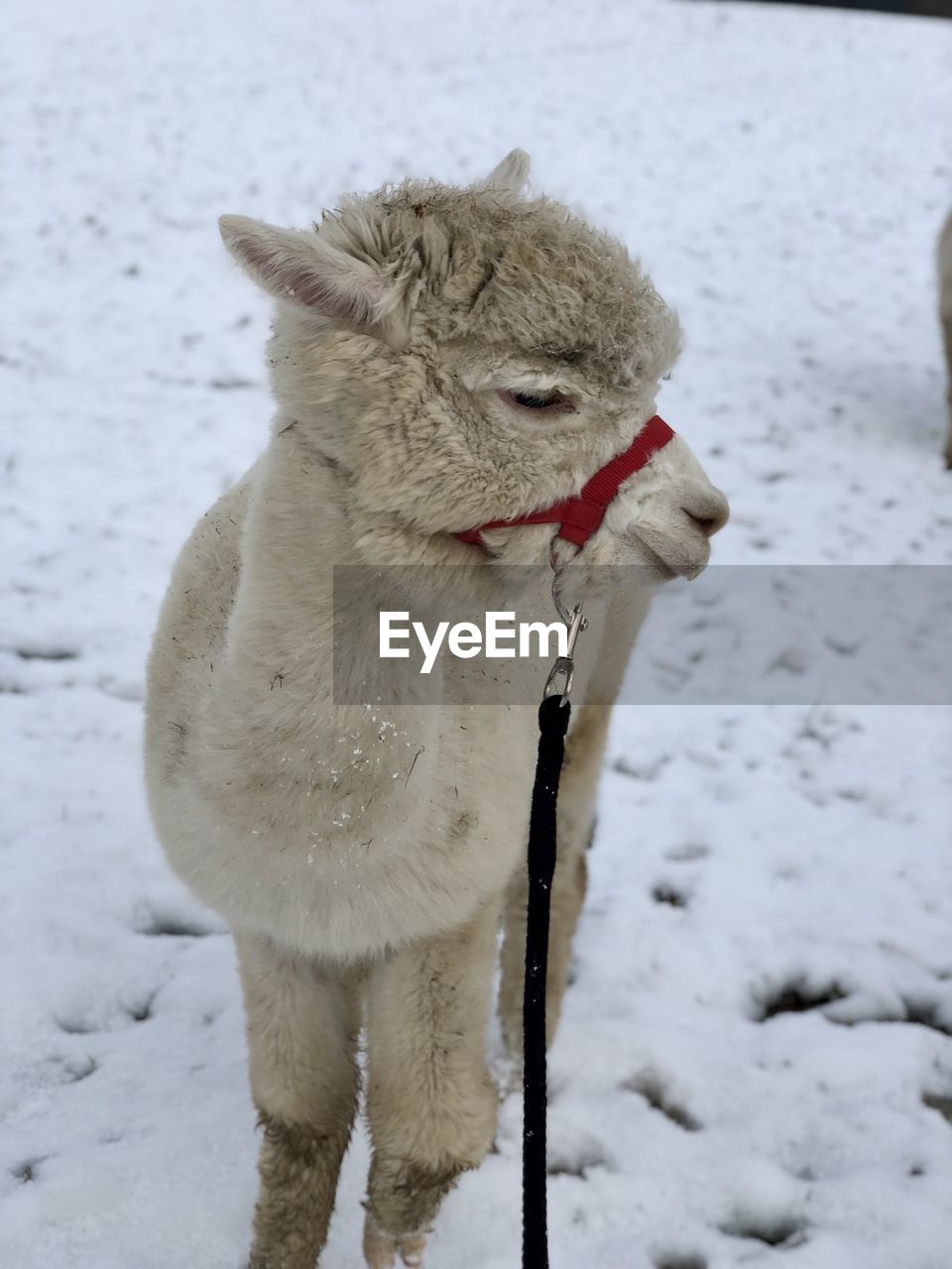 Alpaca in the snow 