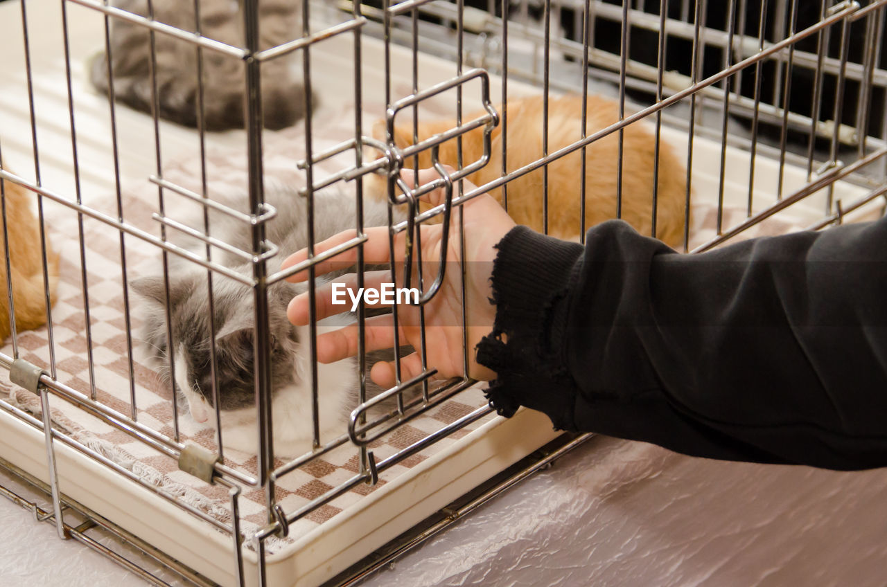 Boy stroks cat in a metal cage at an exhibition.