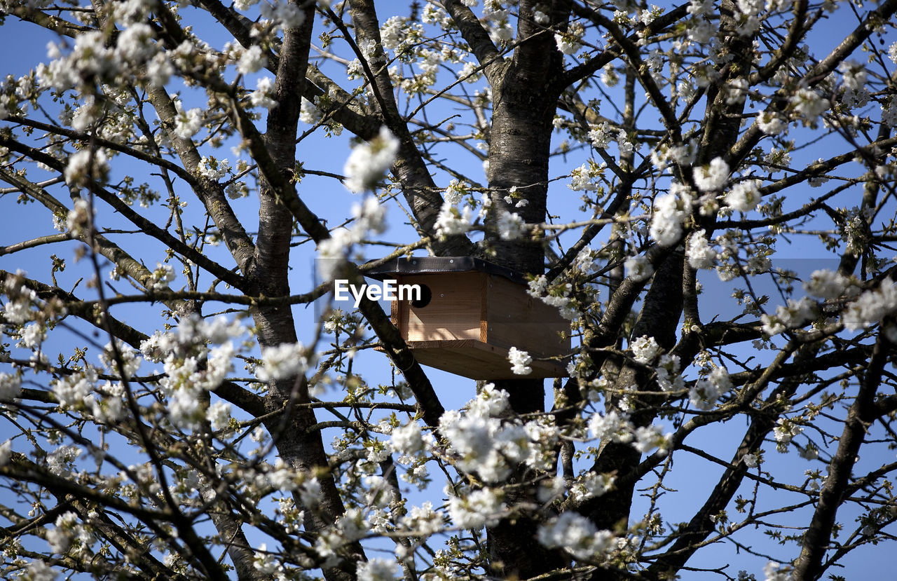 Low angle view of flower tree against clear sky