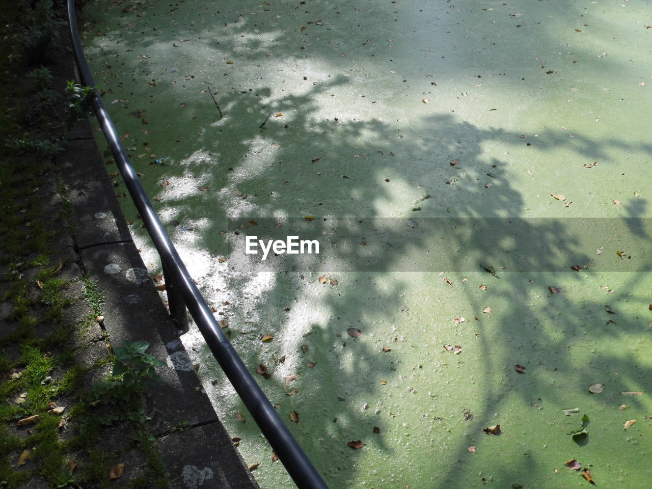 HIGH ANGLE VIEW OF FISH SWIMMING IN WATER