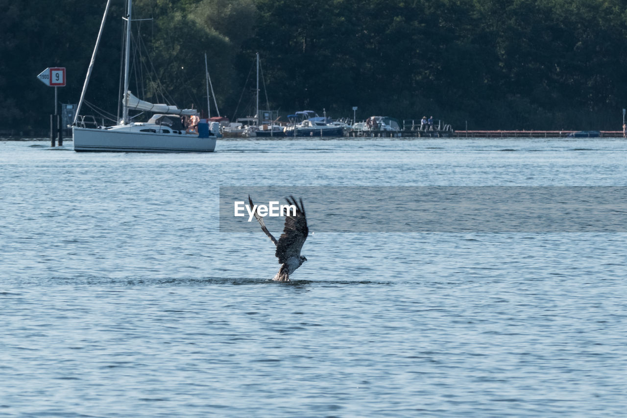 MAN IN SEA