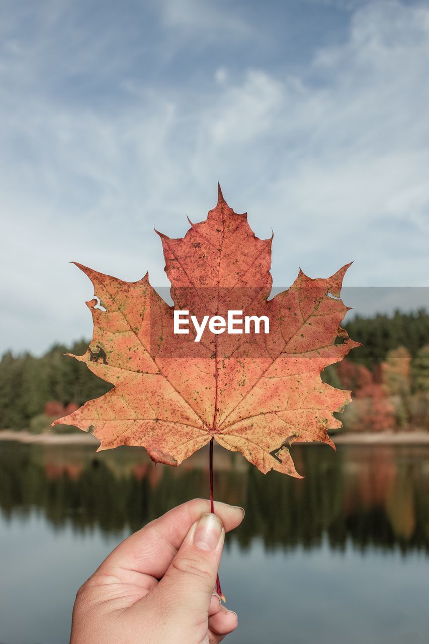 Cropped hand of person holding maple leaf against sky