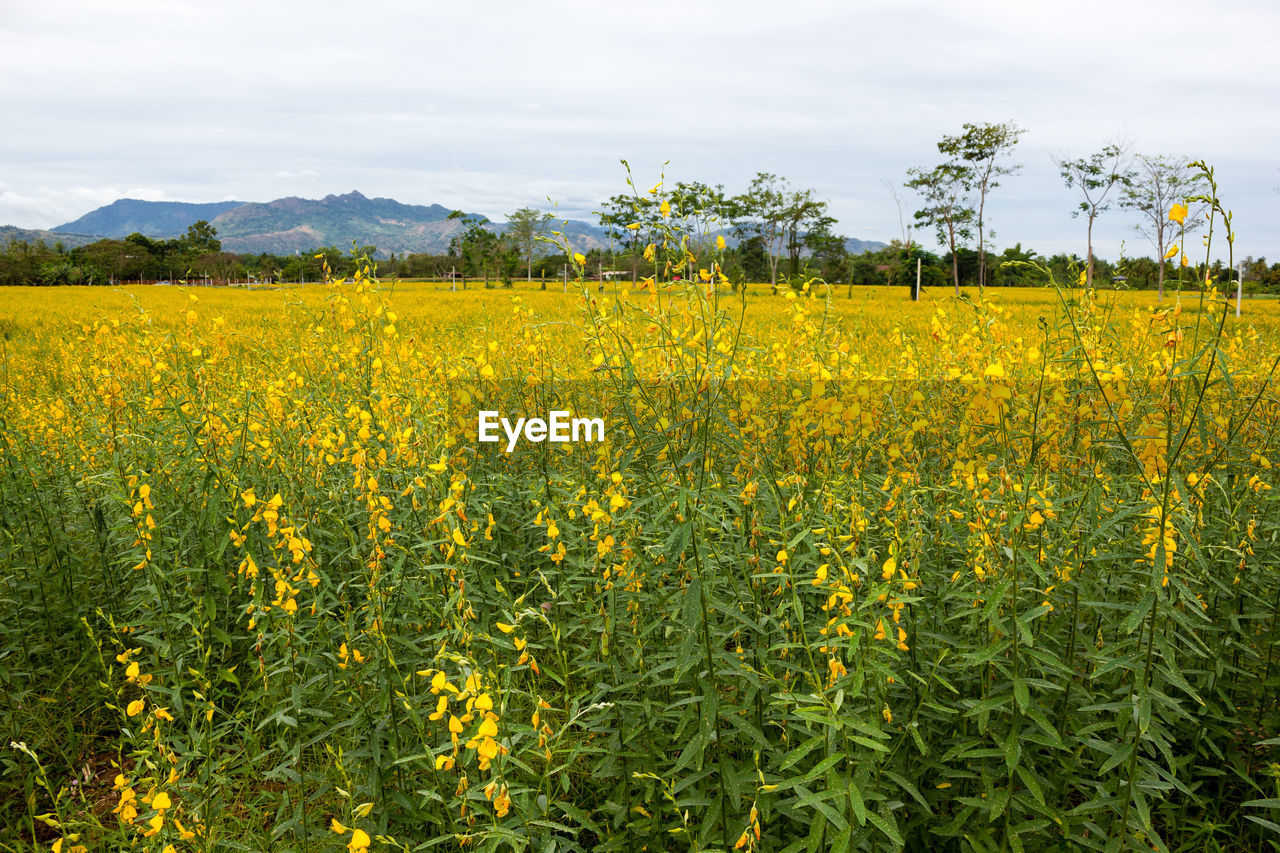 SCENIC VIEW OF FIELD AGAINST YELLOW FLOWERS