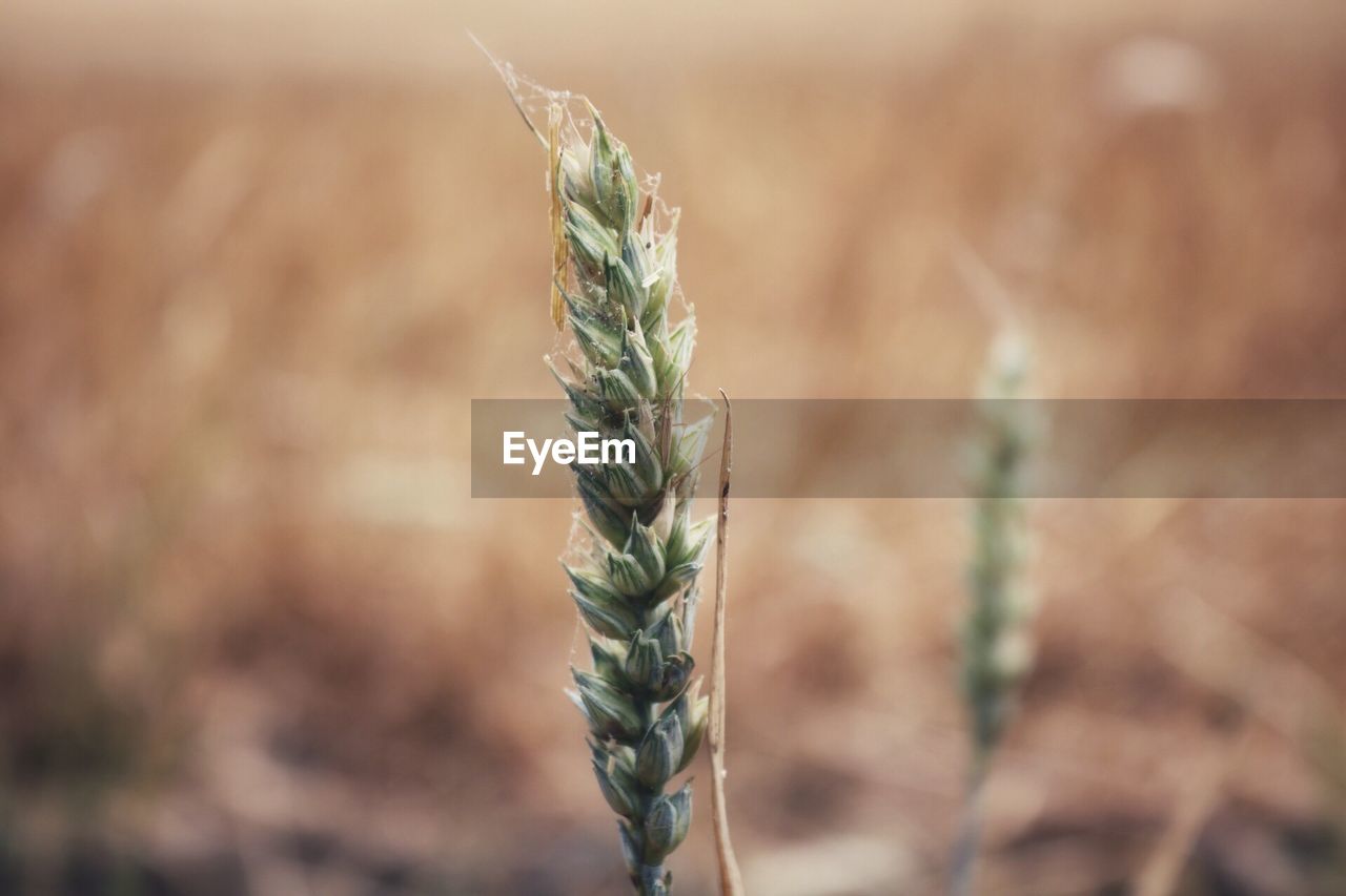 Close-up of stalks in field