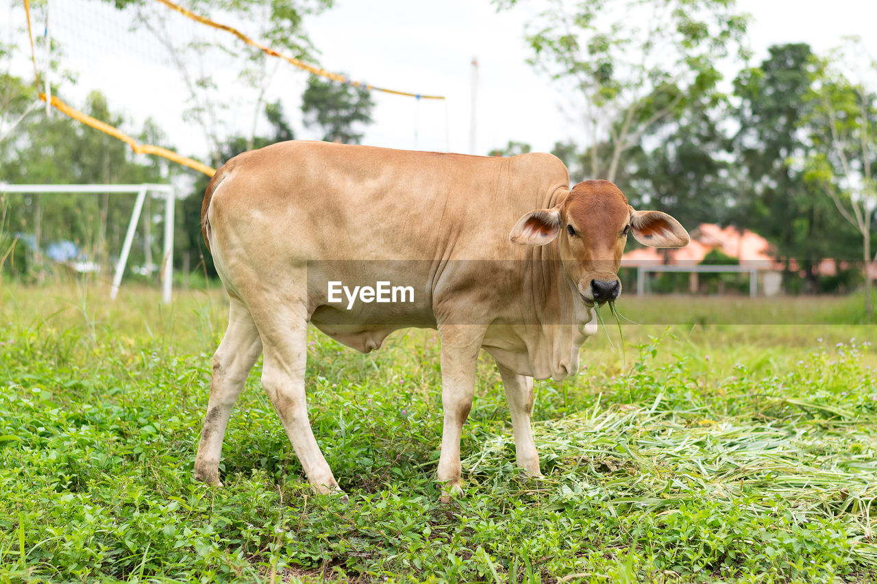 COWS ON FIELD