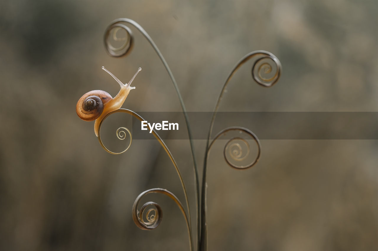 CLOSE-UP OF SNAILS ON METAL