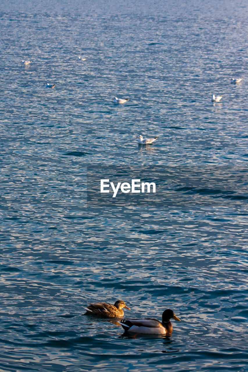 DUCKS SWIMMING ON SEA