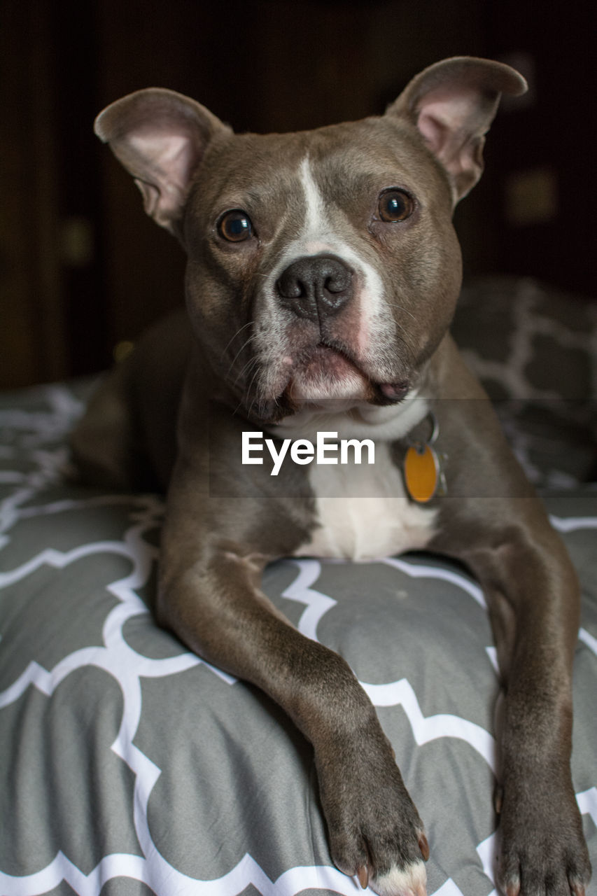 Portrait of dog on bed at home