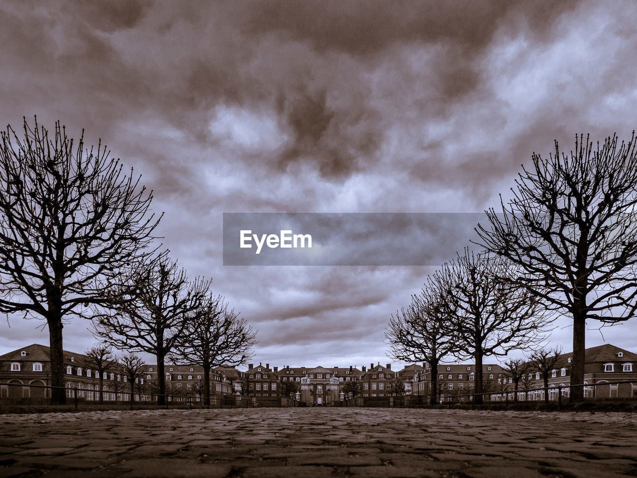 BARE TREES AGAINST CLOUDY SKY