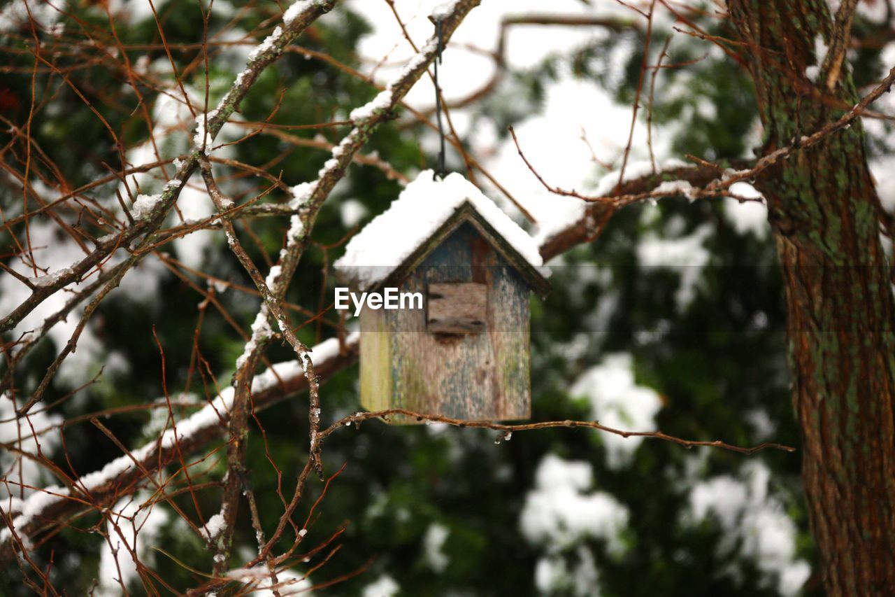 Close-up of birdhouse on branch during winter