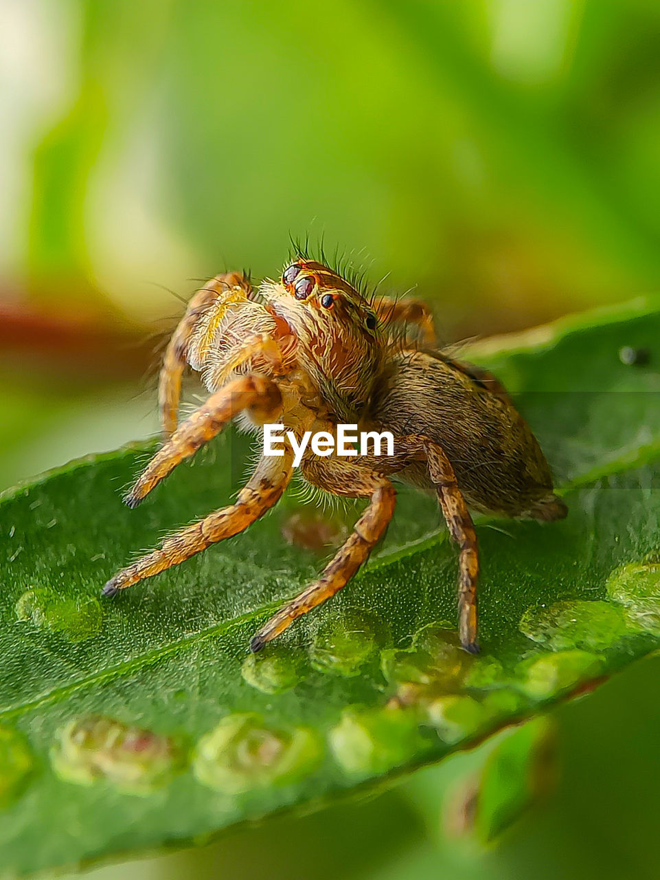 CLOSE-UP OF SPIDER IN THE PLANT