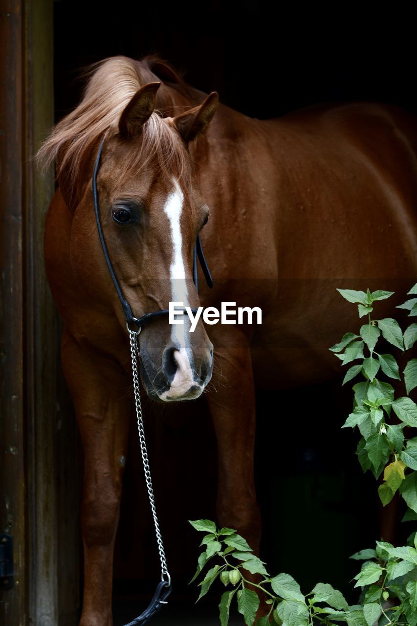 CLOSE-UP OF A HORSE IN THE STABLE