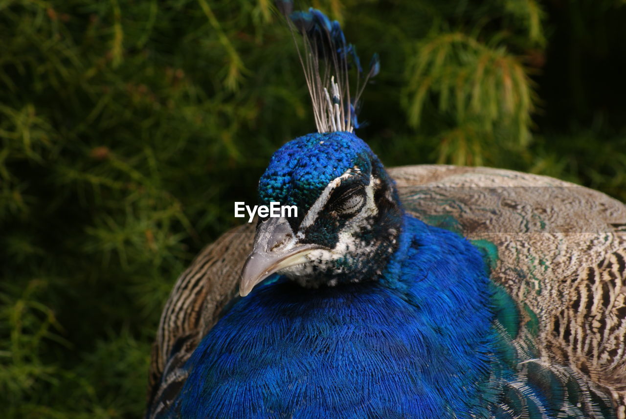 Blue peacock sleeping outdoors